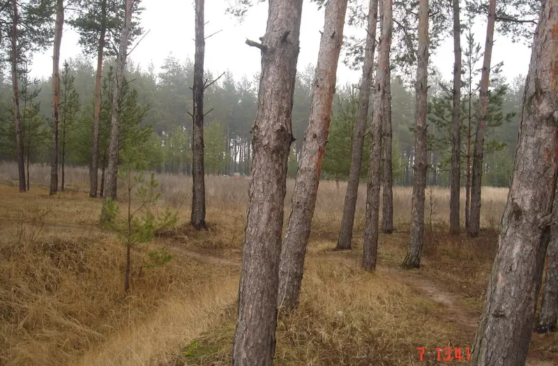 С/Х — лот №1262484