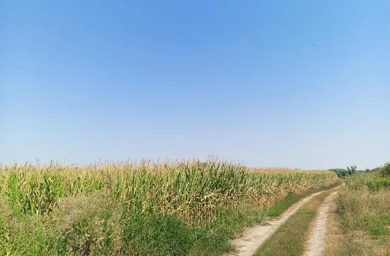 С/Х — лот №1263316