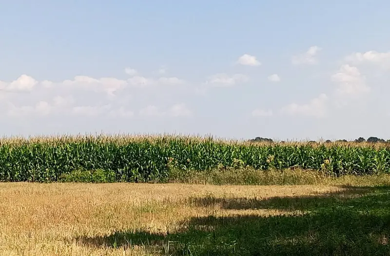 С/Х — лот №1263318