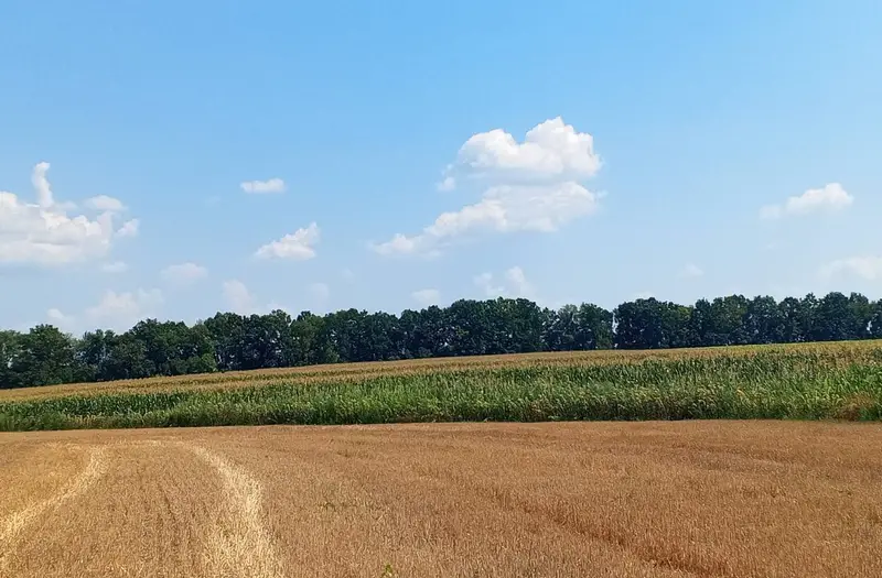 С/Х — лот №1263319