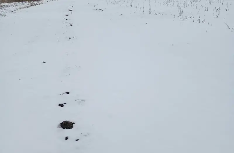 С/Х — лот №1264473