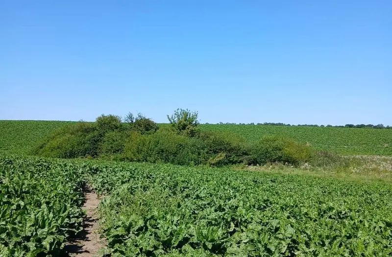 С/Х — лот №1264486