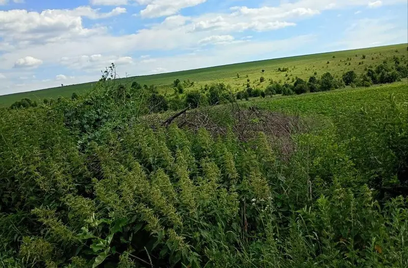 С/Х — лот №1264557