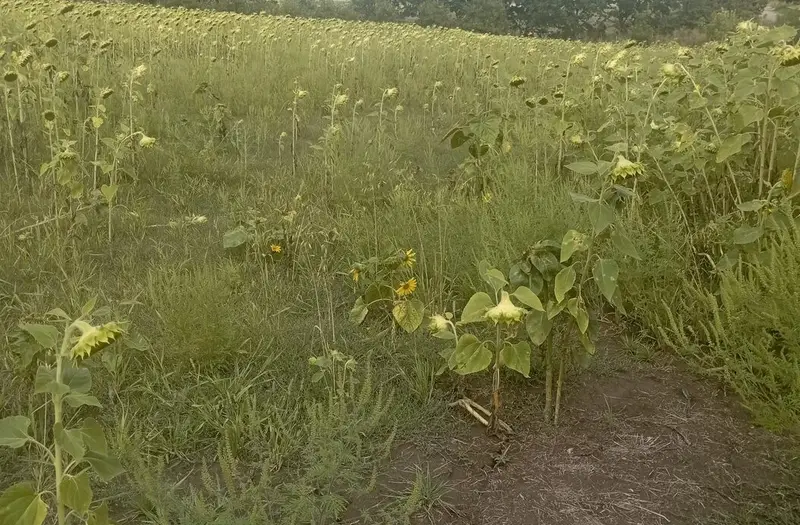 С/Х — лот №1264940
