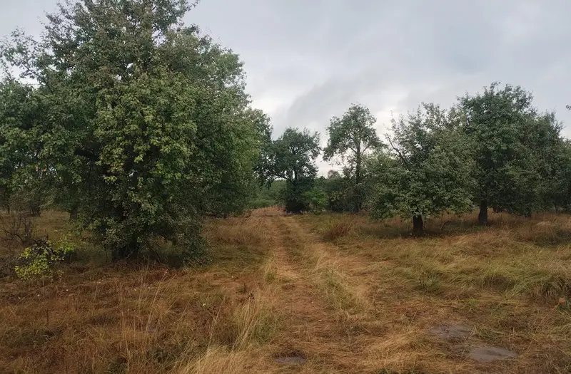 С/Х — лот №1264943
