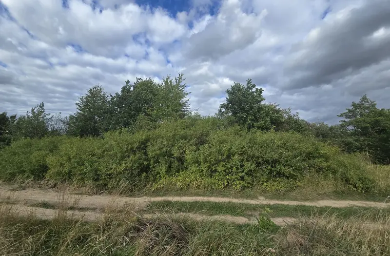 С/Х — лот №1265476