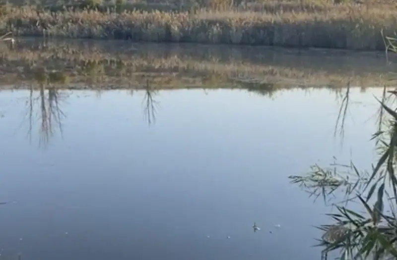 С/Х — лот №1265745
