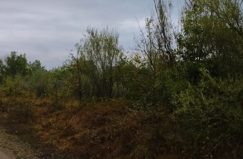 С/Х — лот №1266847