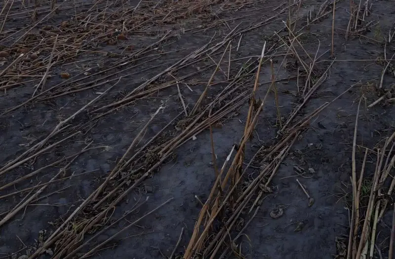 С/Х — лот №1267966