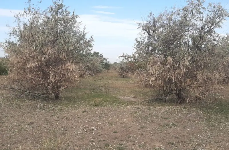 С/Х — лот №1270843
