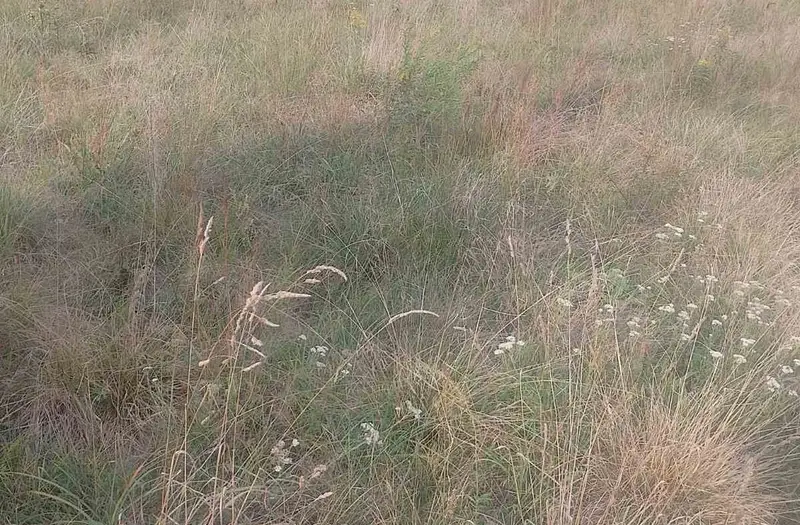 С/Х — лот №1271503