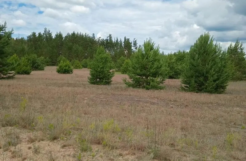 С/Х — лот №1272108