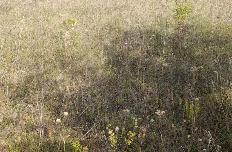С/Х — лот №1272239