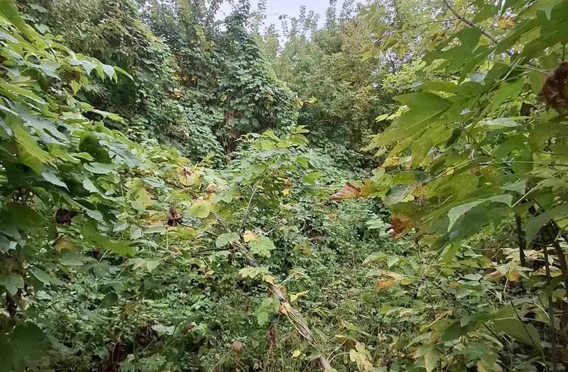 С/Х — лот №1273125