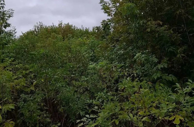 С/Х — лот №1273134