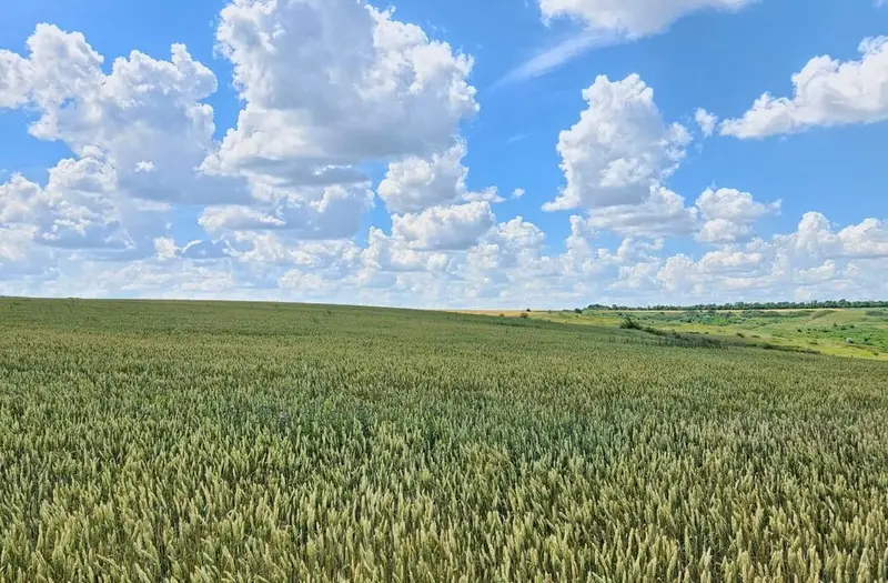 С/Х — лот №1273244