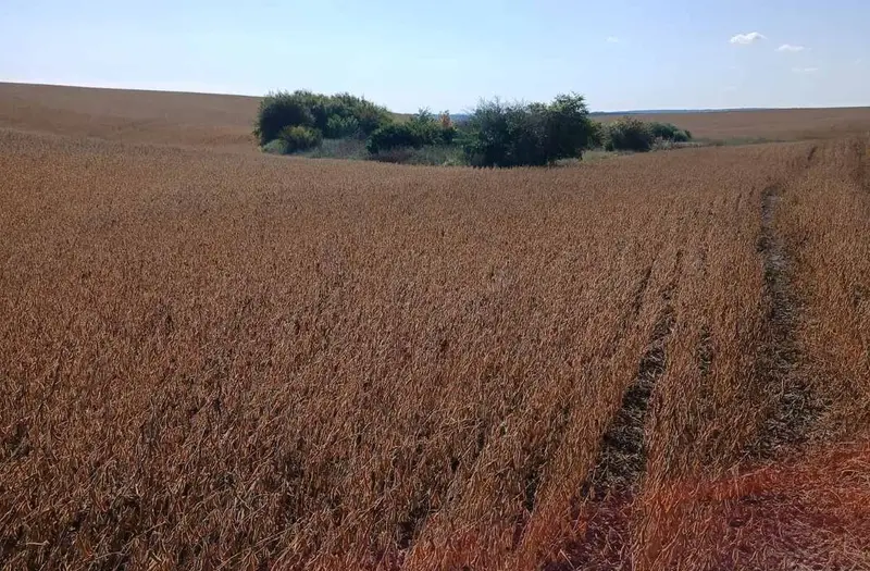 С/Х — лот №1274171