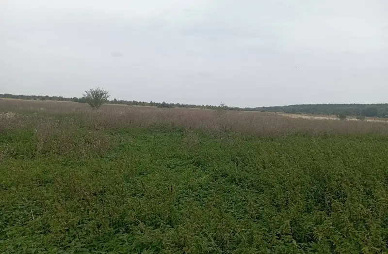 С/Х — лот №1275358