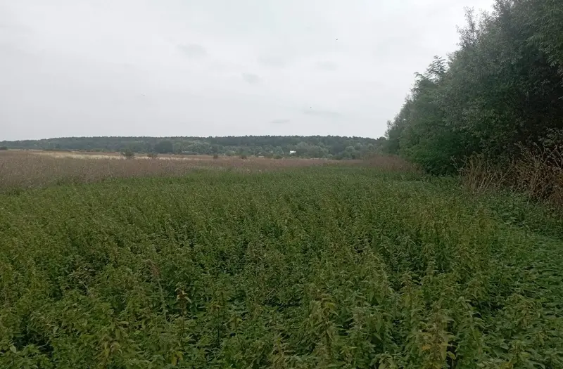 С/Х — лот №1275359