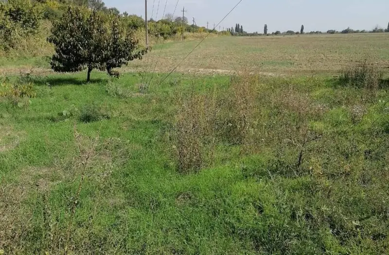 С/Х — лот №1276396